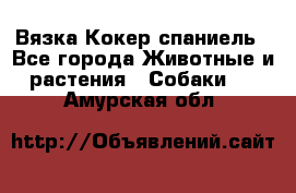 Вязка Кокер спаниель - Все города Животные и растения » Собаки   . Амурская обл.